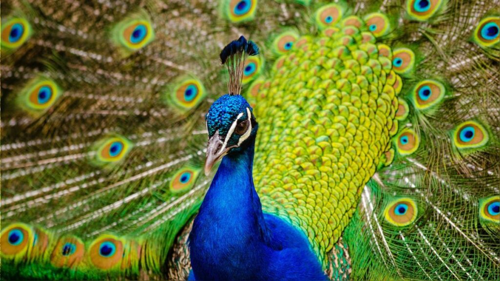 Descubre el significado de soñar con un pavo real de colores