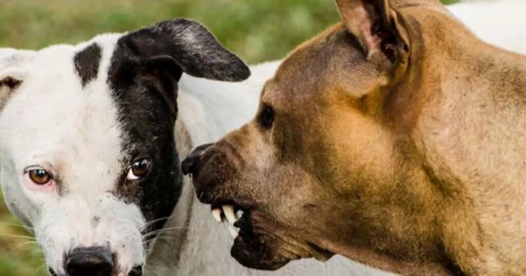 Descubre el significado de soñar con un perro gruñendo