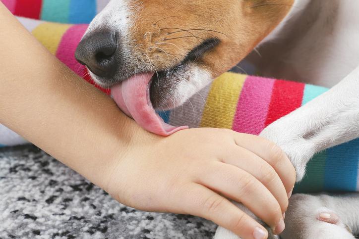 Descubre el significado de soñar con un perro lamiendo tu mano