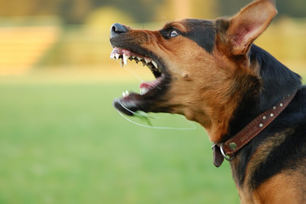 Descubre el significado de soñar con un perro mordiendo a tu pareja