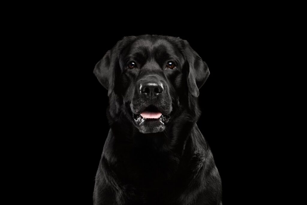 Descubre el significado de soñar con un perro negro grande y amigable