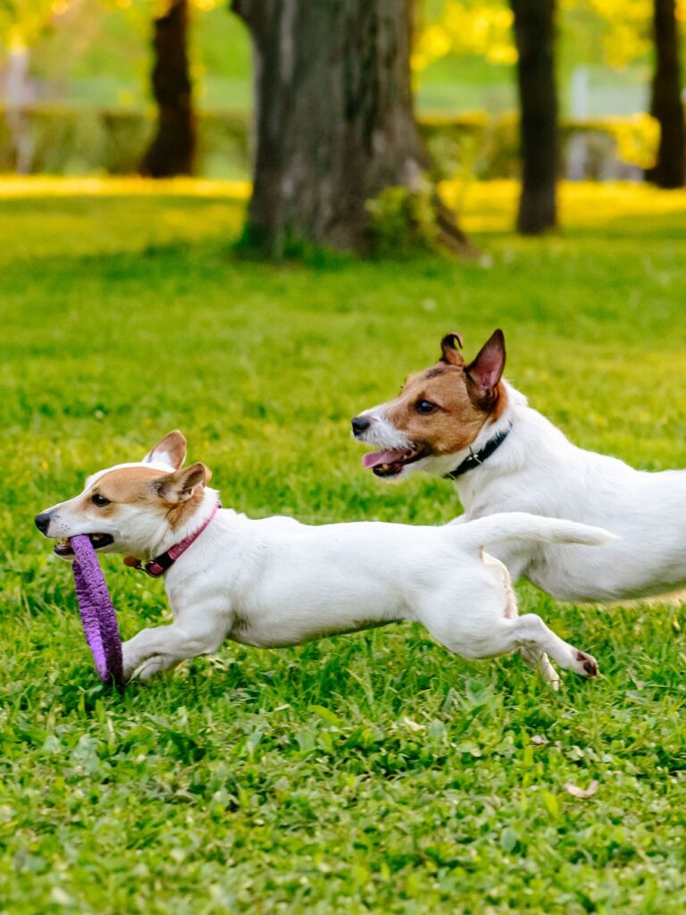 Descubre el significado de soñar con un perro que te persigue