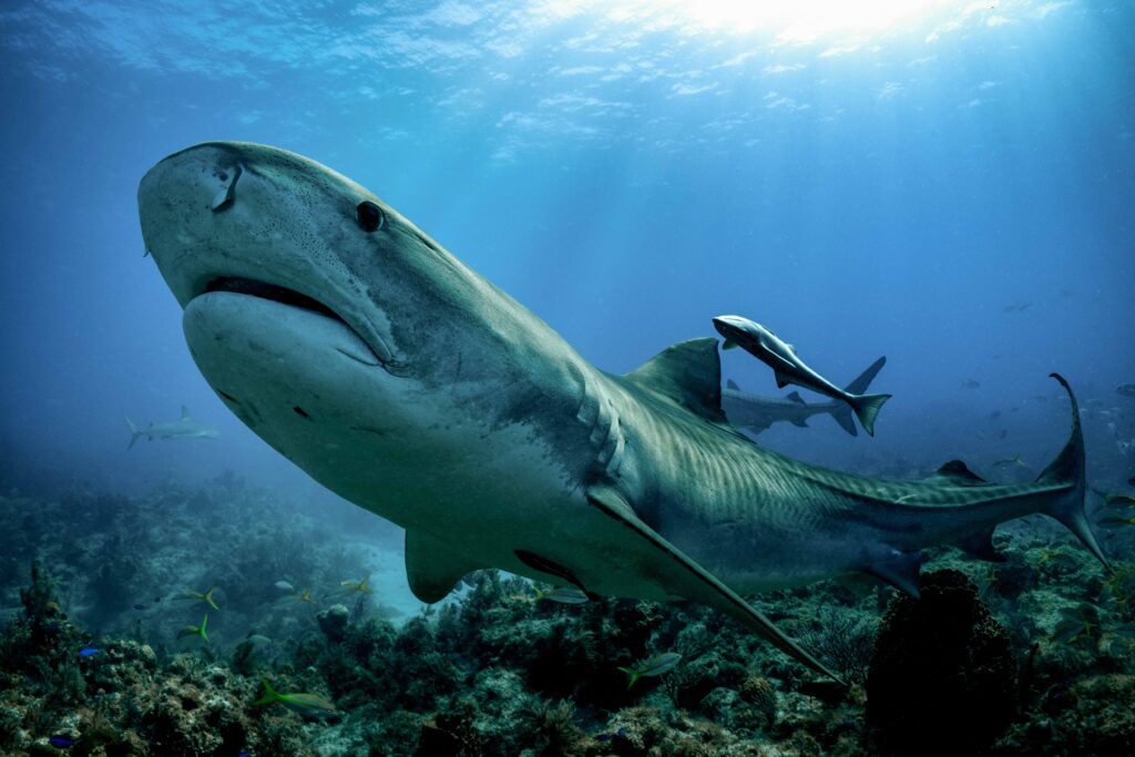 Descubre el significado de soñar con un tiburón en la superficie