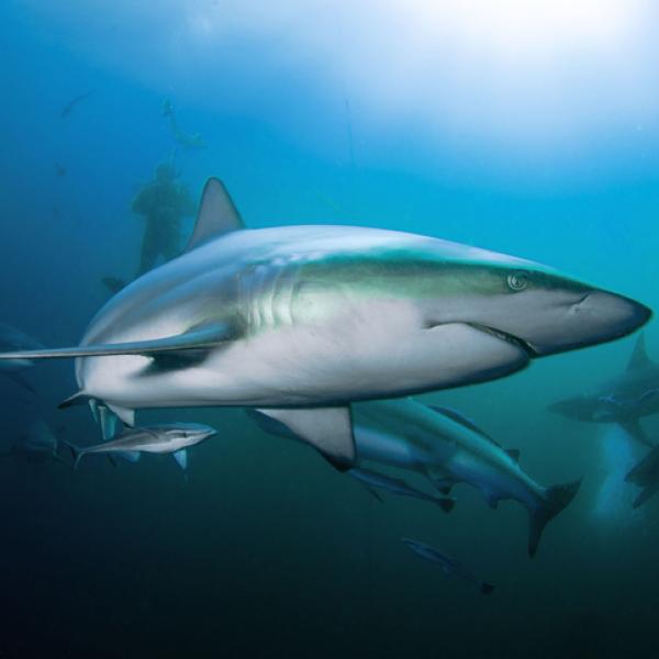 Descubre el significado de soñar con un tiburón fuera del agua