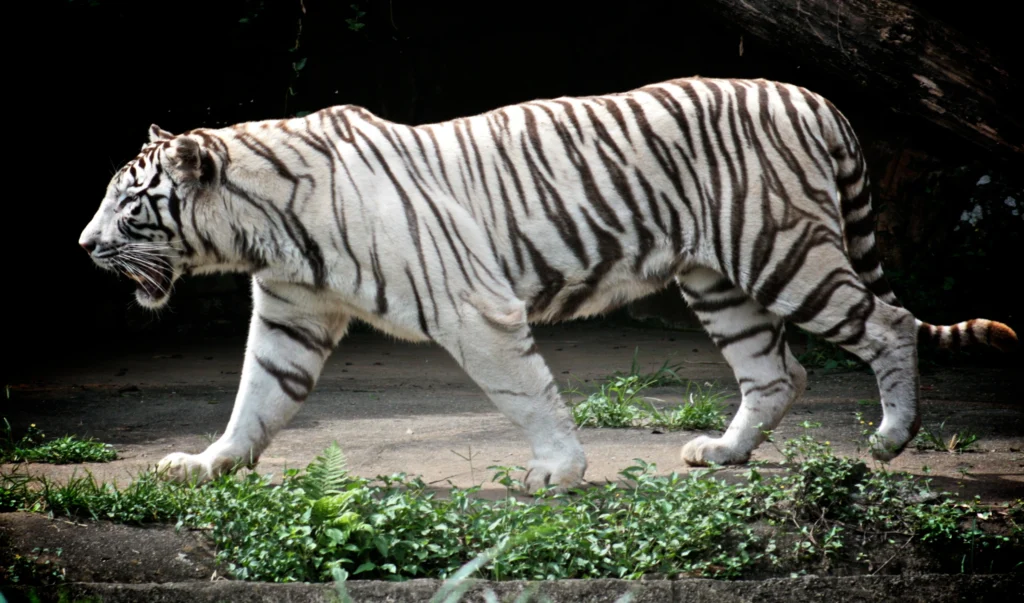 Descubre el significado de soñar con un tigre blanco de rayas negras