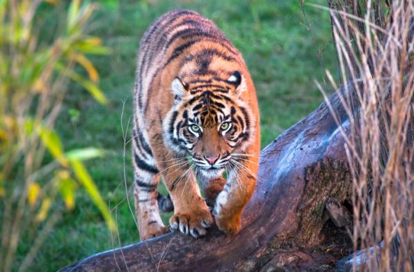 Descubre el significado de soñar con un tigre persiguiéndote