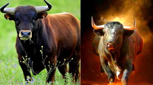 Descubre el significado de soñar con un toro negro devorando a otro