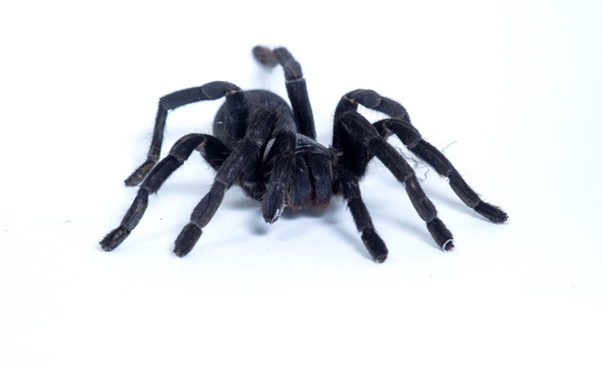 Descubre el significado de soñar con una araña negra que te pica