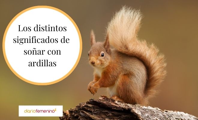 Descubre el significado de soñar con una ardilla cósmica