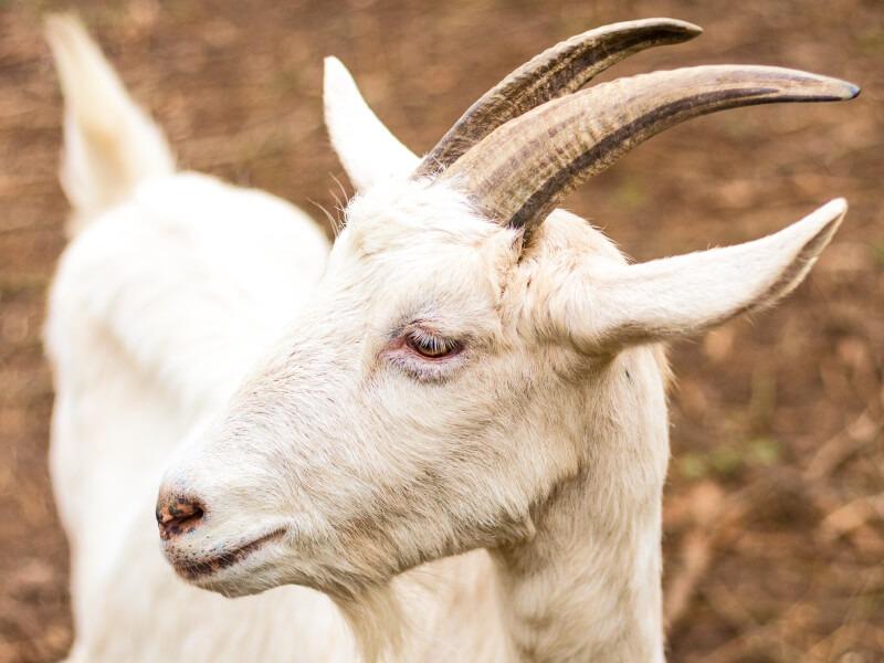 Descubre el significado de soñar con una cabra blanca agresiva