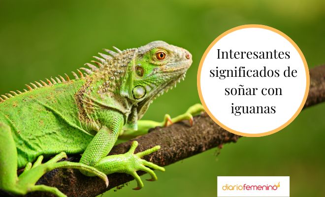 Descubre el significado de soñar con una iguana que te quiere morder