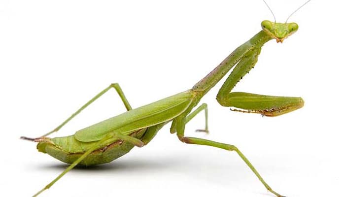 Descubre el significado de soñar con una mantis religiosa que te pica