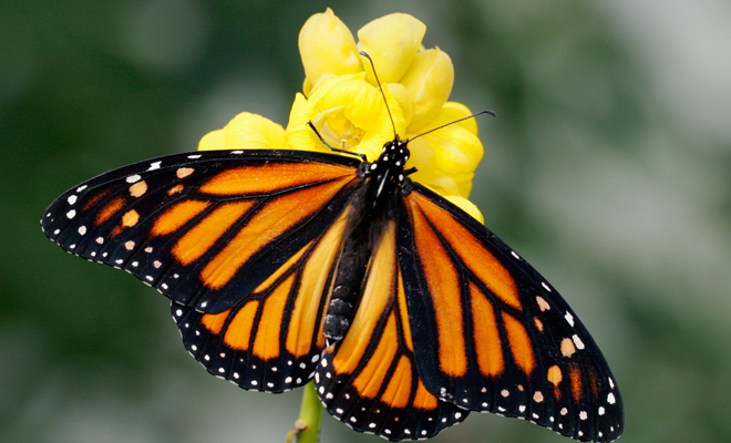 Descubre el significado de soñar con una mariposa en algo naranja