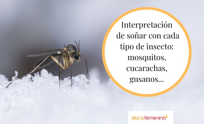 Descubre el significado de soñar con una plaga de insectos voladores