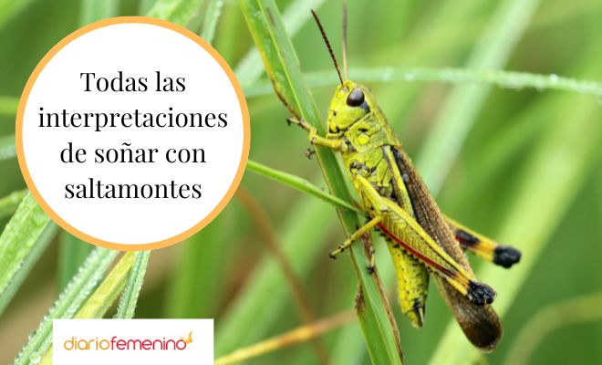 Descubre el significado de soñar con una plaga de saltamontes