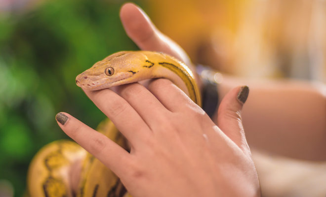 Descubre el significado de soñar con una serpiente como mascota