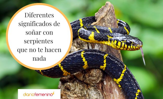 Descubre el significado de soñar con una serpiente de cara femenina