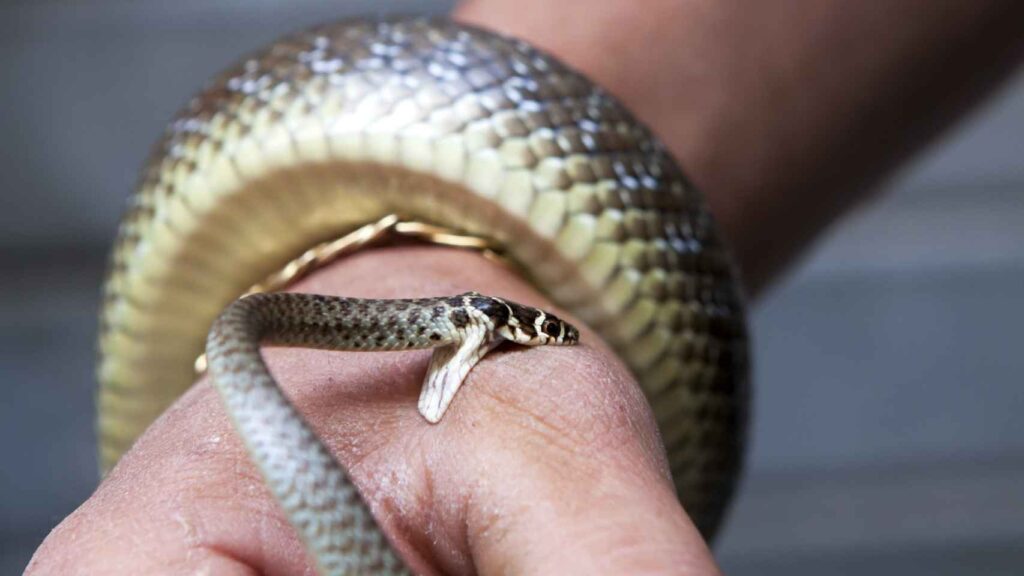 Descubre el significado de soñar con una serpiente en el cuello