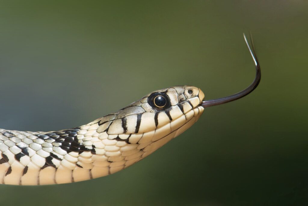 Descubre el significado de soñar con una serpiente partida en dos