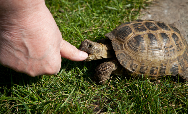 Descubre el significado de soñar con una tortuga que te muerde un dedo