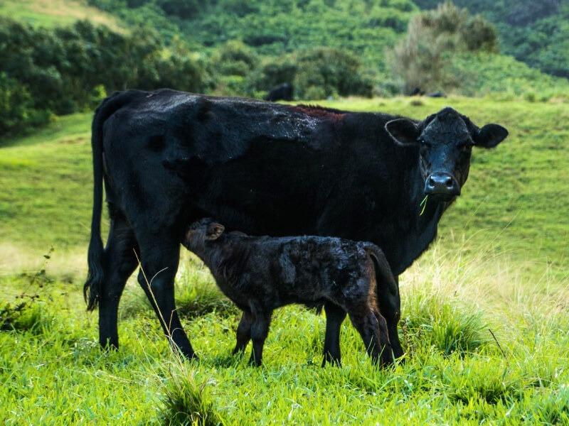 Descubre el significado de soñar con vacas negras y el mar