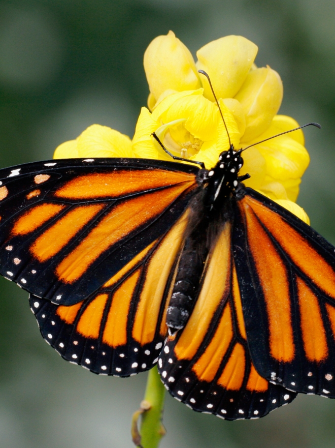 Descubre el significado del sueño de mariposa dorada, ¡sorprendente!