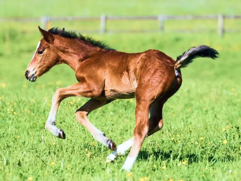 Descubre el significado del sueño de un nacimiento de caballo