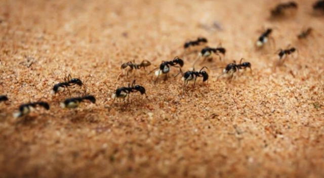 Descubre el significado detrás de los sueños con hormigas en casa