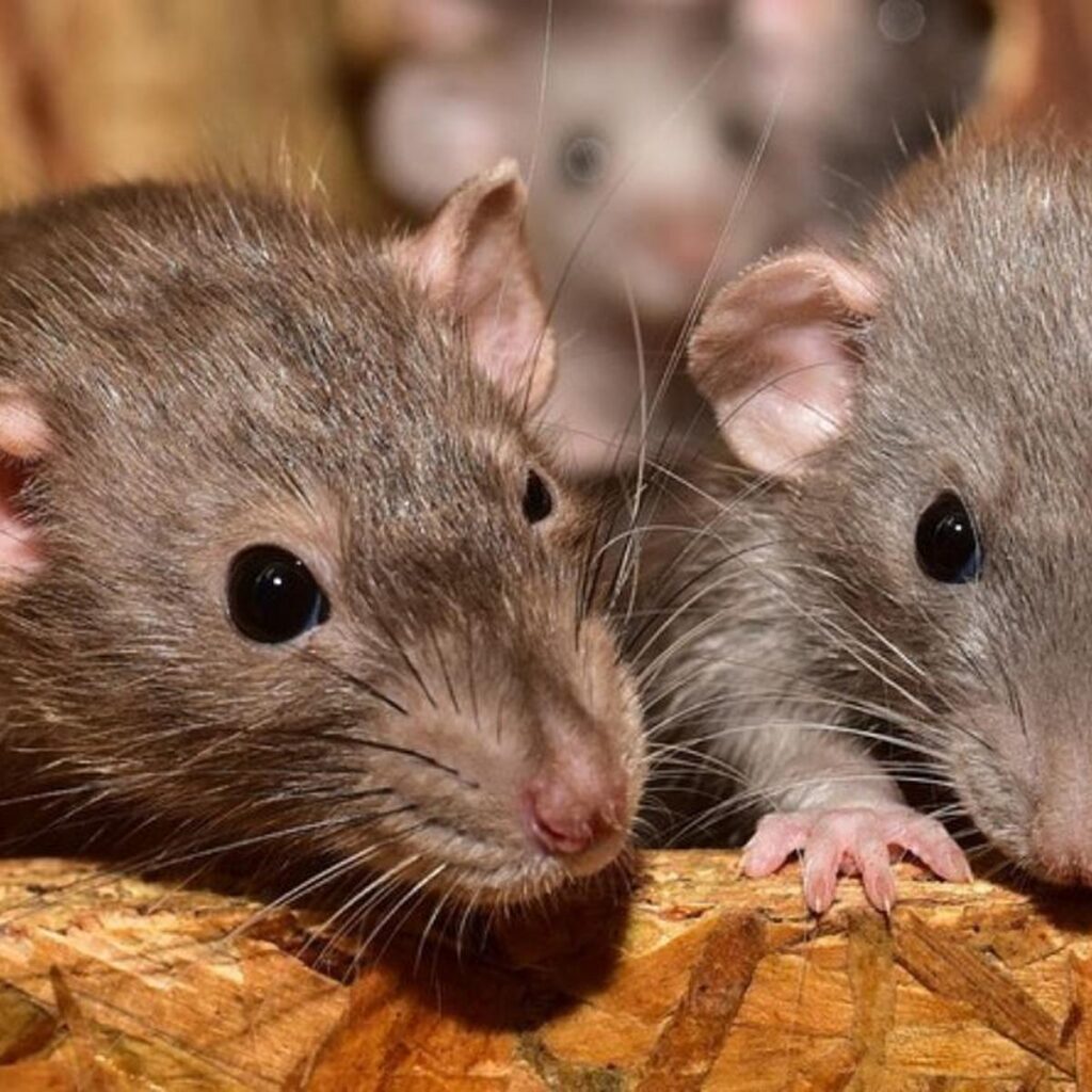 Descubre el significado detrás de no soñar con ratas en tu vida