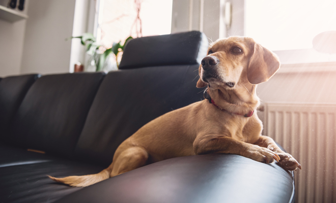 Descubre el significado detrás de soñar con adoptar un perro callejero