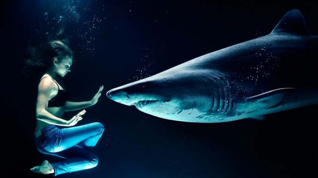 Descubre el significado detrás de soñar con tiburones en una piscina