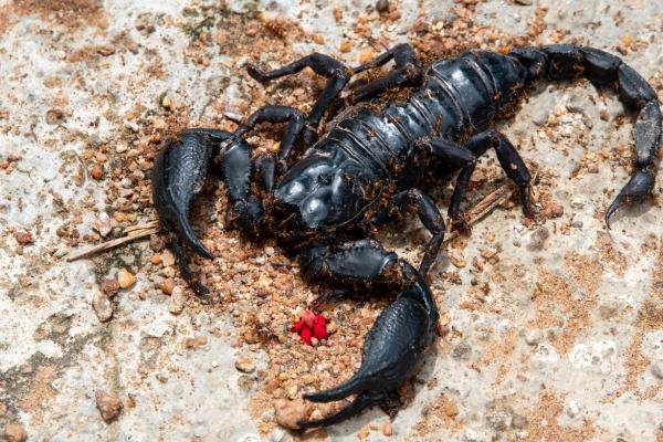 Descubre el significado detrás de soñar con un alacrán negro