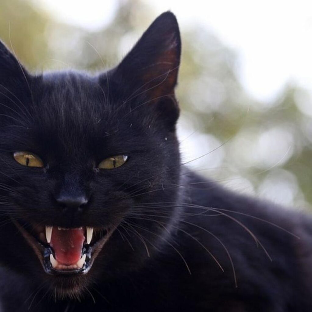 Descubre el significado detrás de soñar con un gato negro en tu cuarto