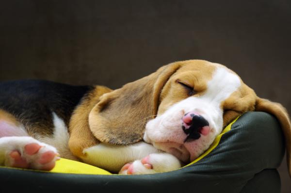 Descubre el sueño ideal de tus mascotas: ¿cuánto deben dormir?
