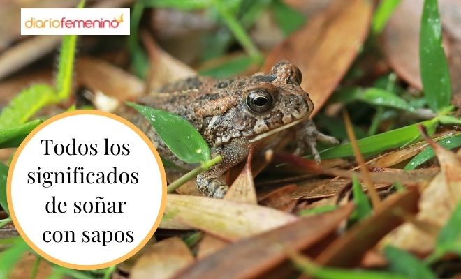 Descubre el verdadero significado de soñar con un sapo en la mano