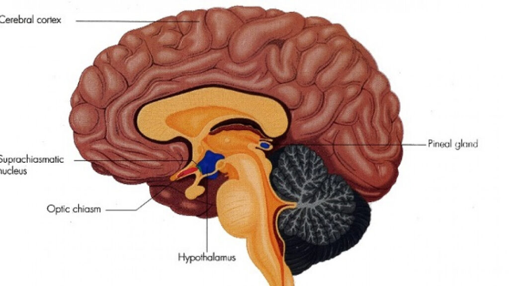 Descubre en qué zona del cerebro se originan los sueños