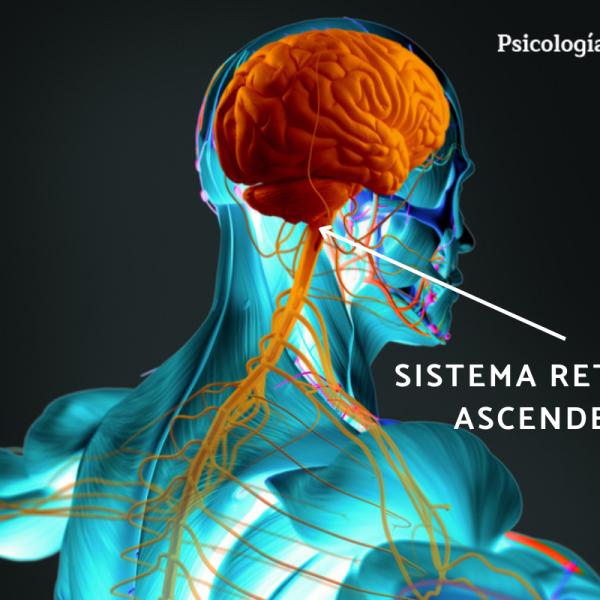 Descubre la conexión entre el sistema reticular y el sueño