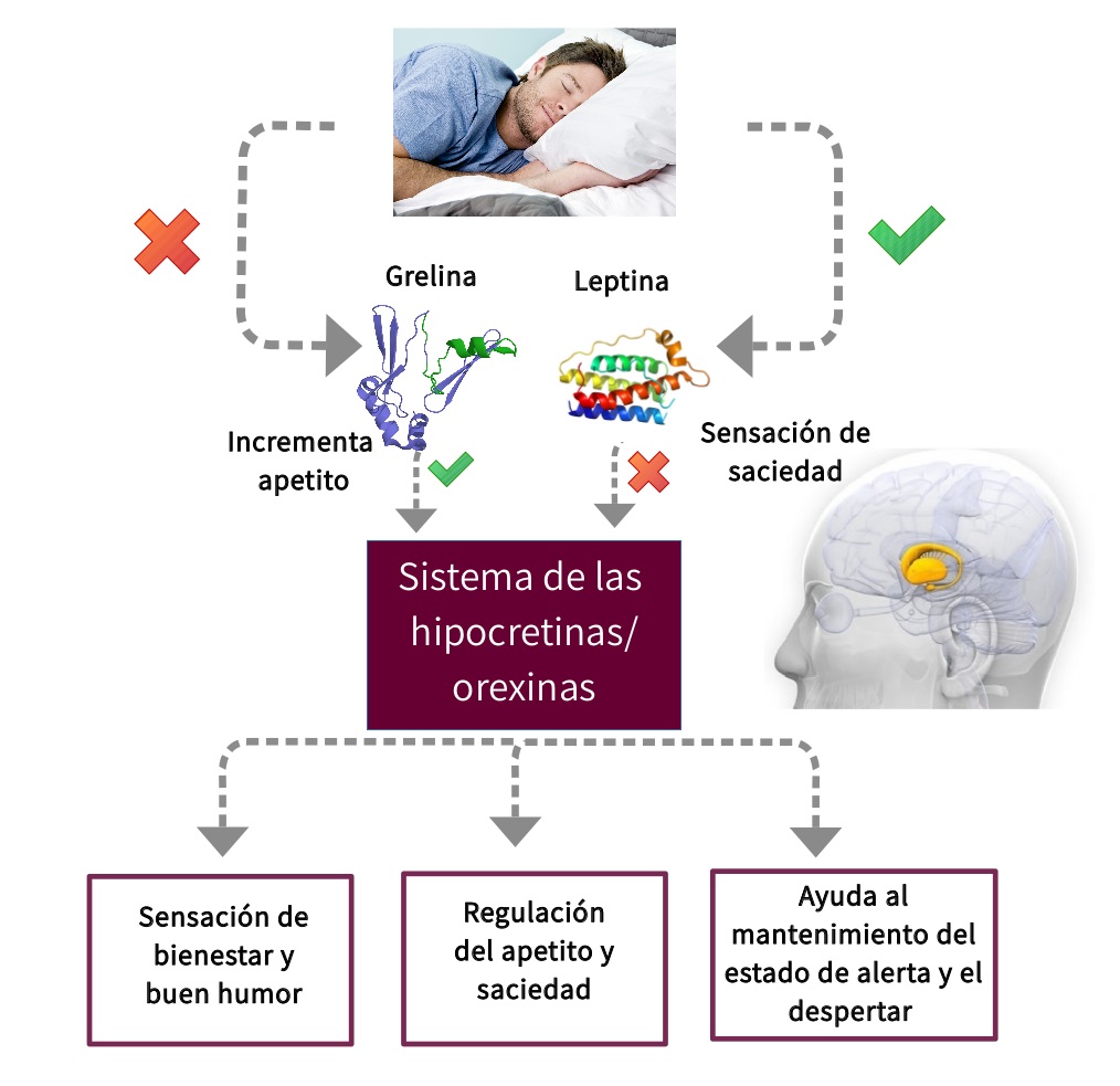 Descubre la conexión entre la hipocretina y el sueño en JACC