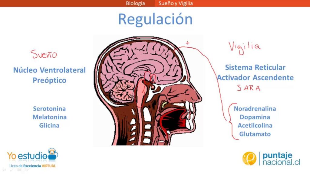 Descubre la diferencia entre sueño y vigilia