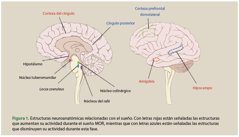 Descubre la importancia del sistema nervioso en el sueño