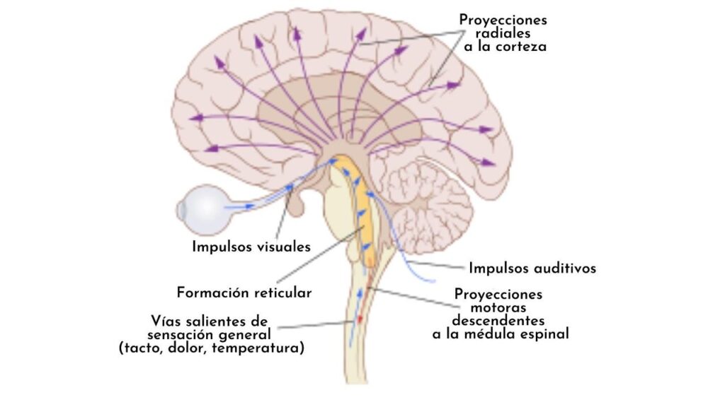 Descubre la influencia de la formación reticular en el sueño