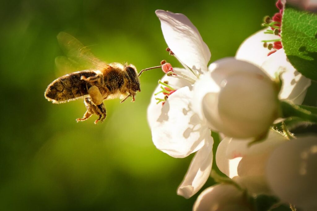 Descubre la interpretación de soñar con una abeja que quiere picarte