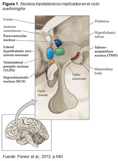 Descubre la neurofisiología del sueño y los ritmos biológicos médicos