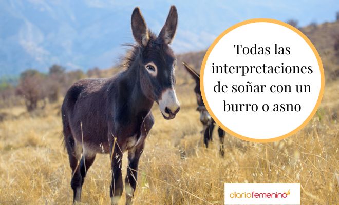 Descubre la verdad detrás de soñar con bañar a un burro