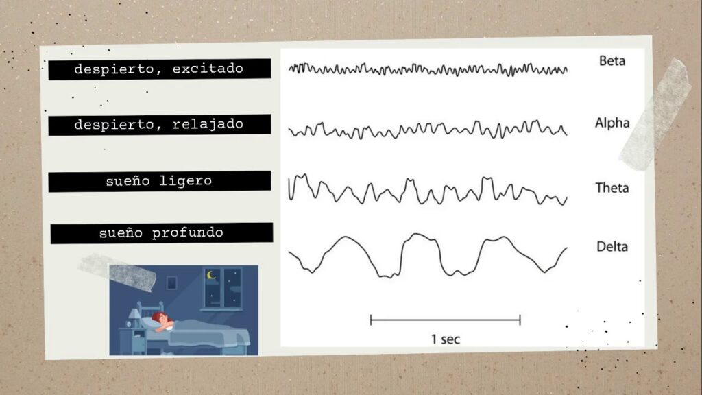 Descubre las claves del sueño profundo con ondas lentas