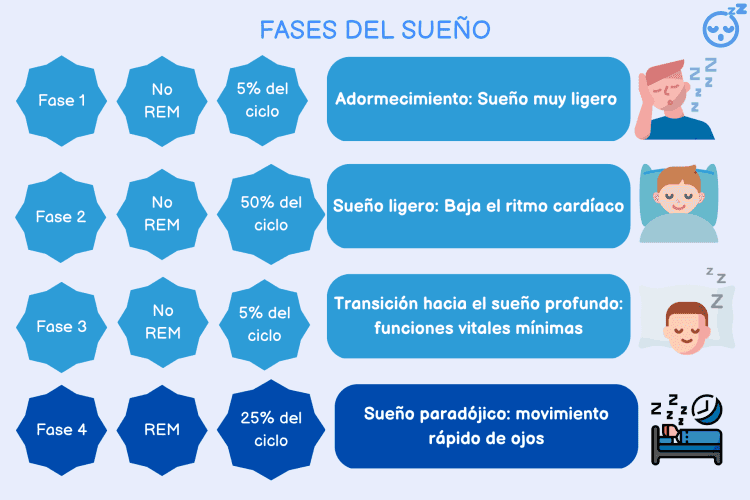 Descubre las fases del sueño y la hora ideal para dormir