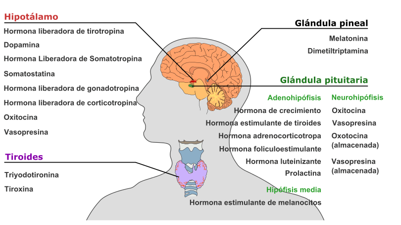 Descubre las hormonas del sueño del tálamo