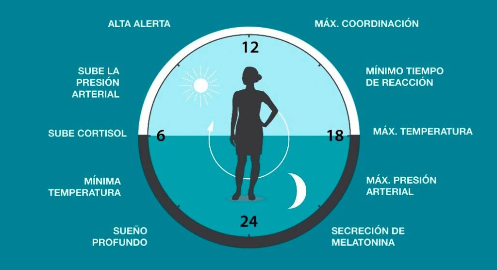 Descubre los 5 periodos del sueño humano