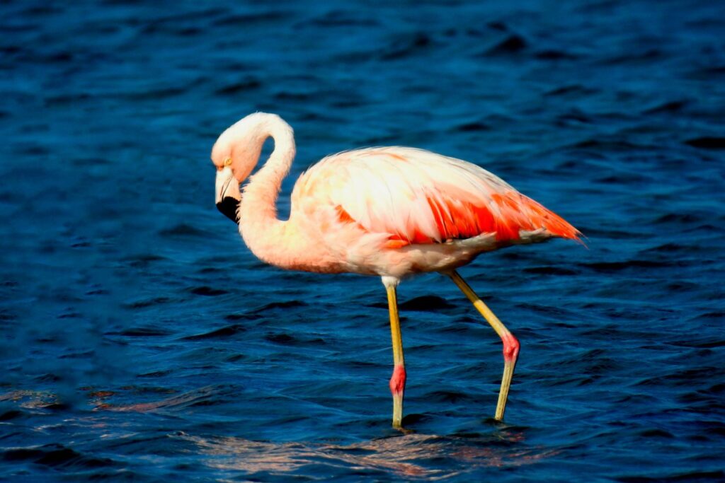 Descubre los nombres de las aves del sueño de San Martín