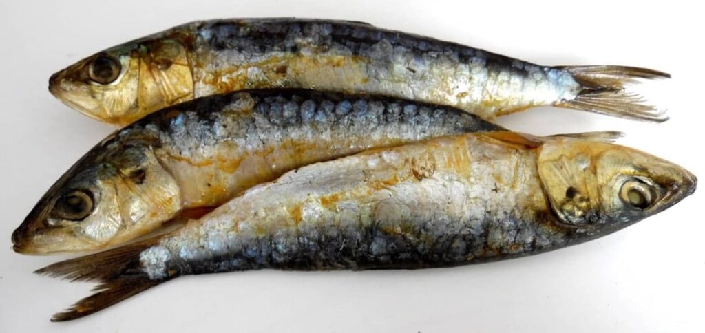 Descubre los nutrientes de la sardina que te dejarán sin aliento